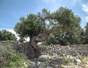 Tree in Israel by Milada Vigerova of Unsplash