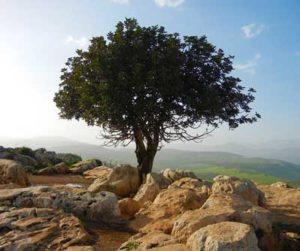israel landscape tree